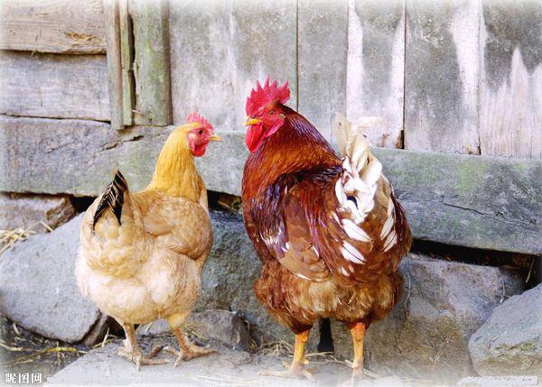 最新母雞品種,最新母雞品種與溫馨農場生活