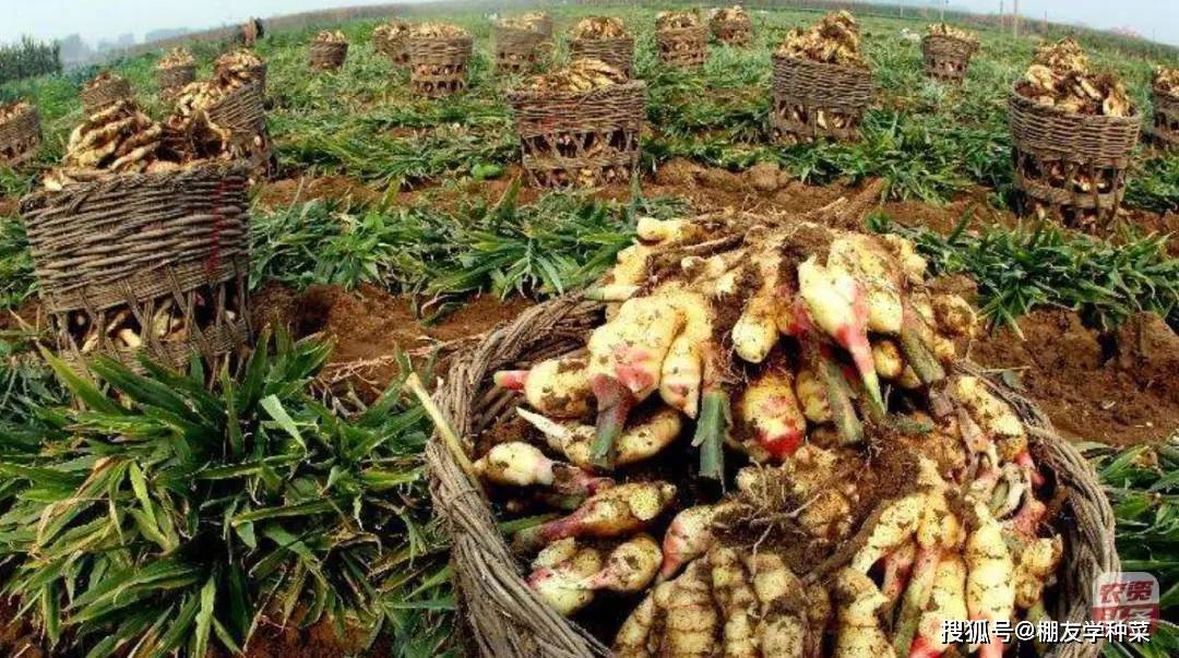 新鮮生姜的季節探秘,生姜的上市時間解析