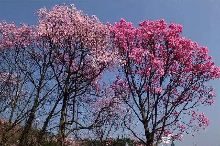 櫻花行情，浪漫滿溢的櫻花季來臨！