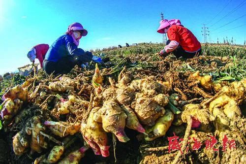 乳山大姜最新行情動態更新，市場走勢分析