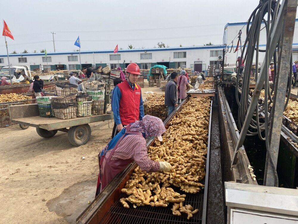 小姜價格行情深度解析，揭秘市場行情??