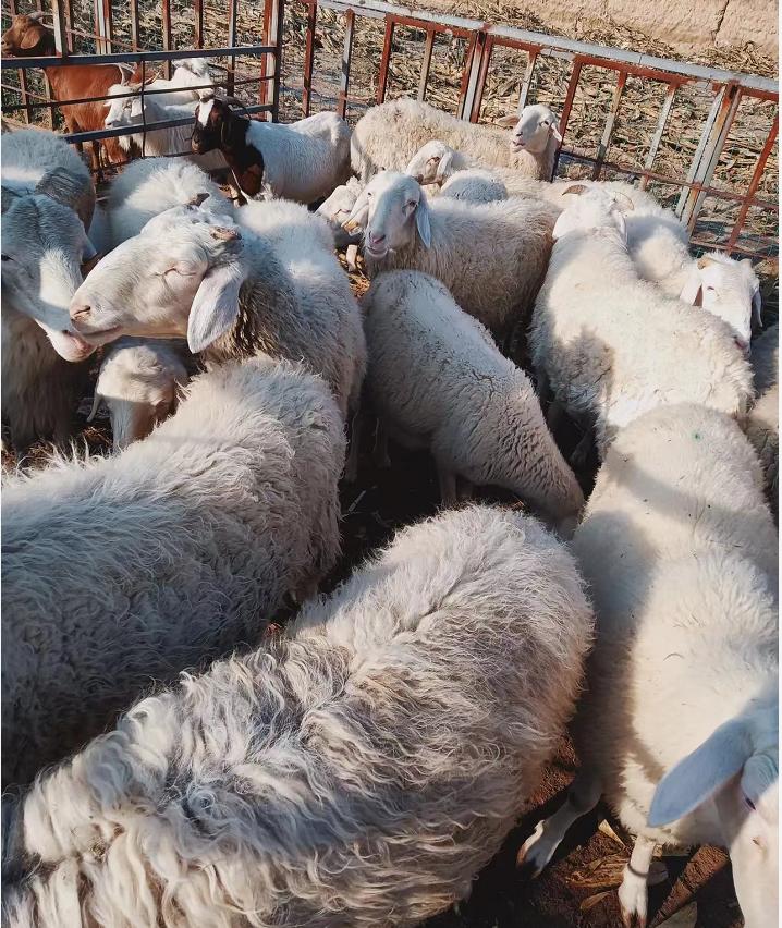 科技重塑農業格局，玉米最新價格與智能引領未來趨勢分析