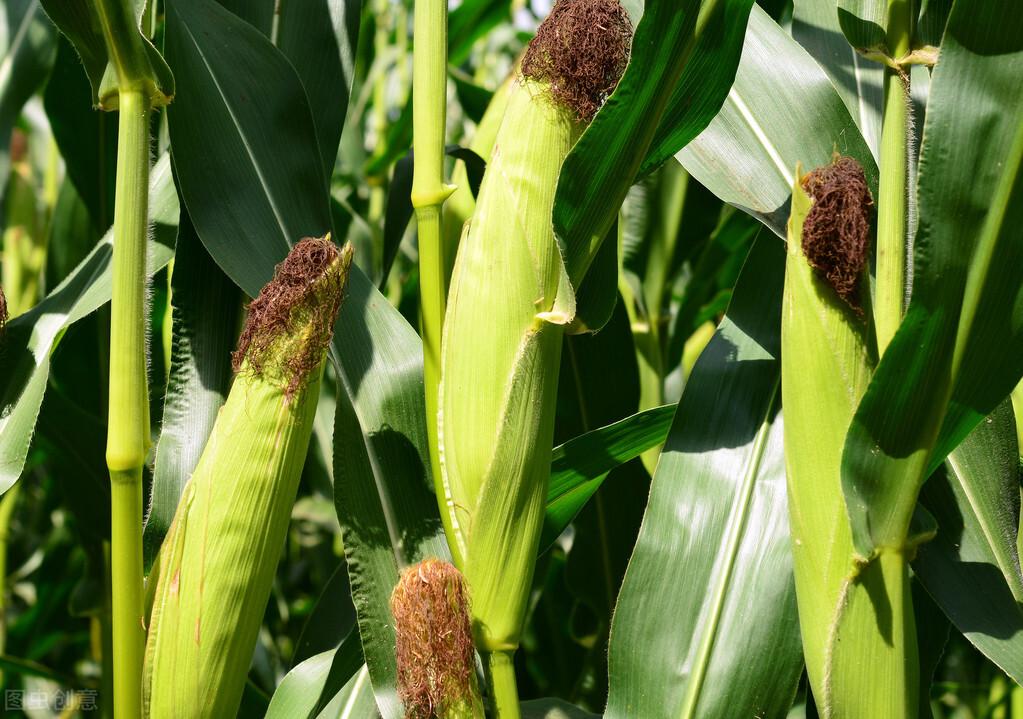 科技重塑農業格局,玉米最新價格與智能引領未來趨勢分析