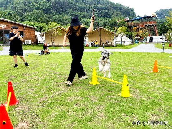 狗狗萌態新片段，小巷深處的萌寵樂園探秘