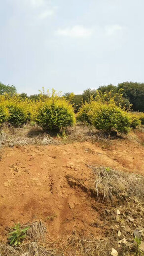 六道木價格探析,揭示獨特文化木材的價值觀點