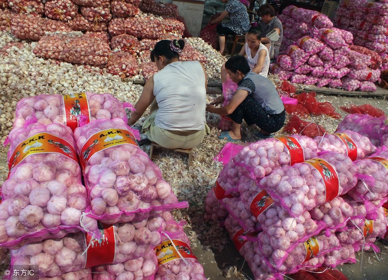今日大蒜行情深度解析與預(yù)測