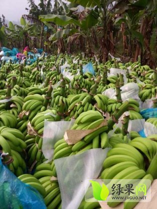 廣西香蕉產地價格行情探索，一場尋求內心寧靜的香蕉之旅