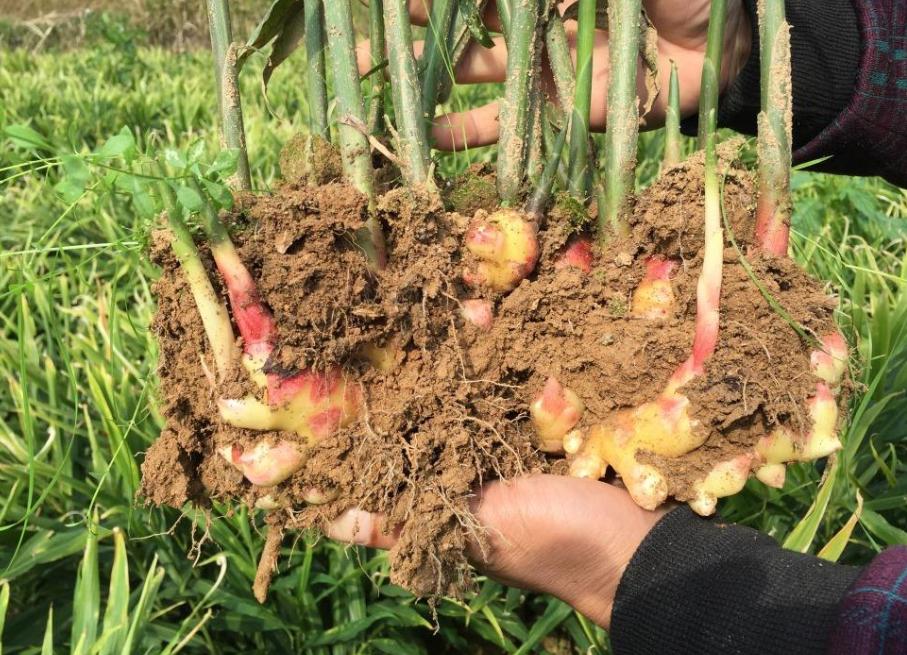 生牛肉市場行情深度解析，市場走勢、影響因素及未來趨勢分析
