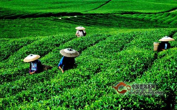 茶園招聘更新,尋找熱愛自然、共筑綠色未來的伙伴,共創美好茶園生活