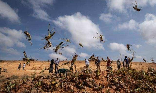 最新蝗蟲災害動態及小巷中的獨特風味探索