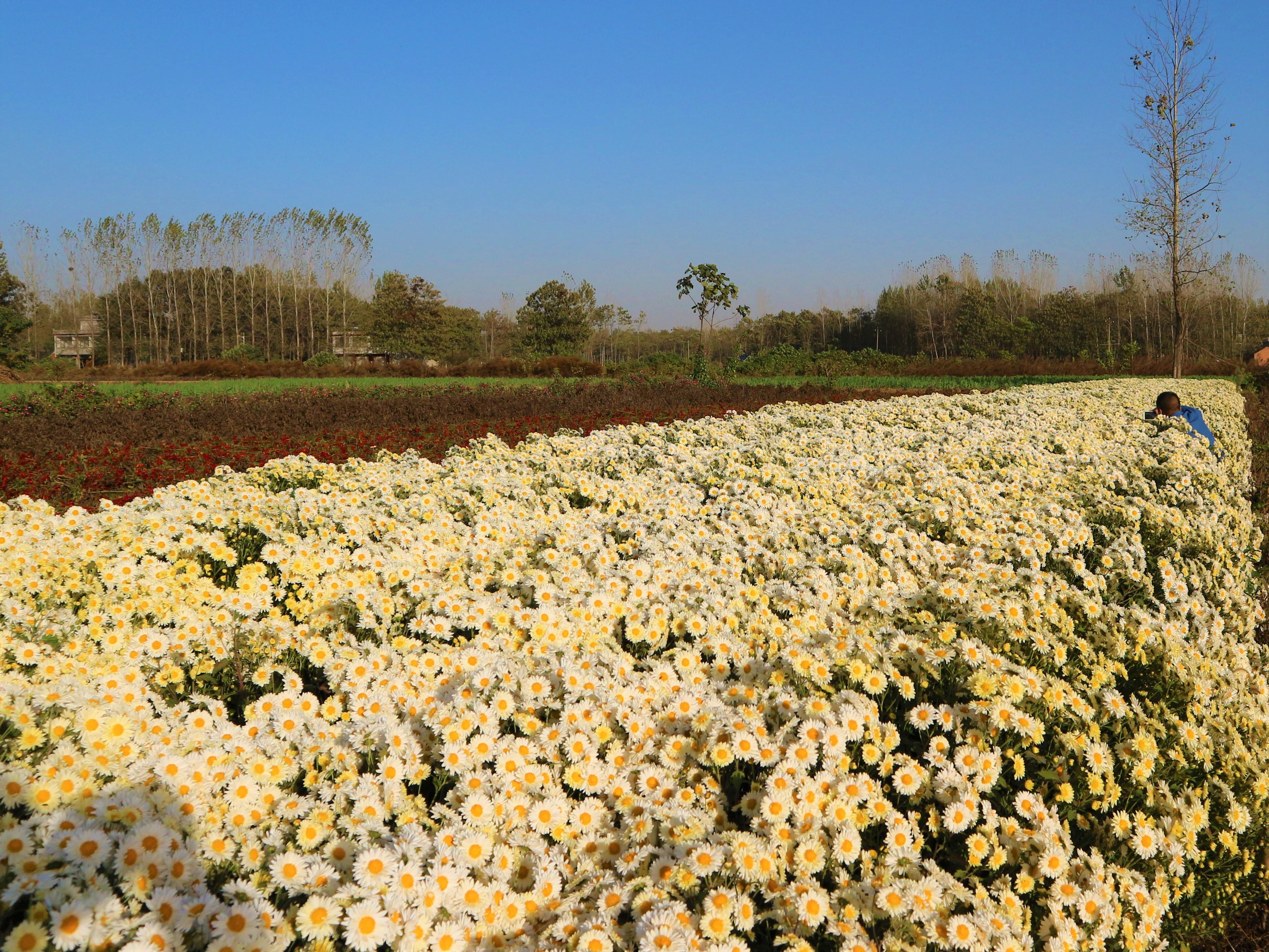 杭白菊行情，科技之花引領(lǐng)新生活