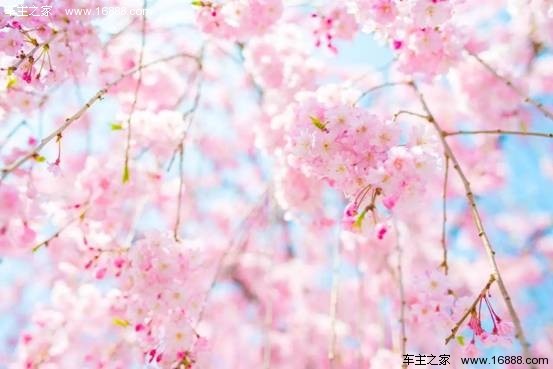 浪漫櫻花電影，櫻花約定與友情綻放的約定之旅