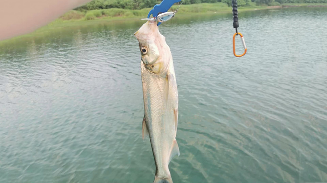 最新翹嘴魚釣魚直播,探尋小巷釣魚天堂,直播實戰分享!