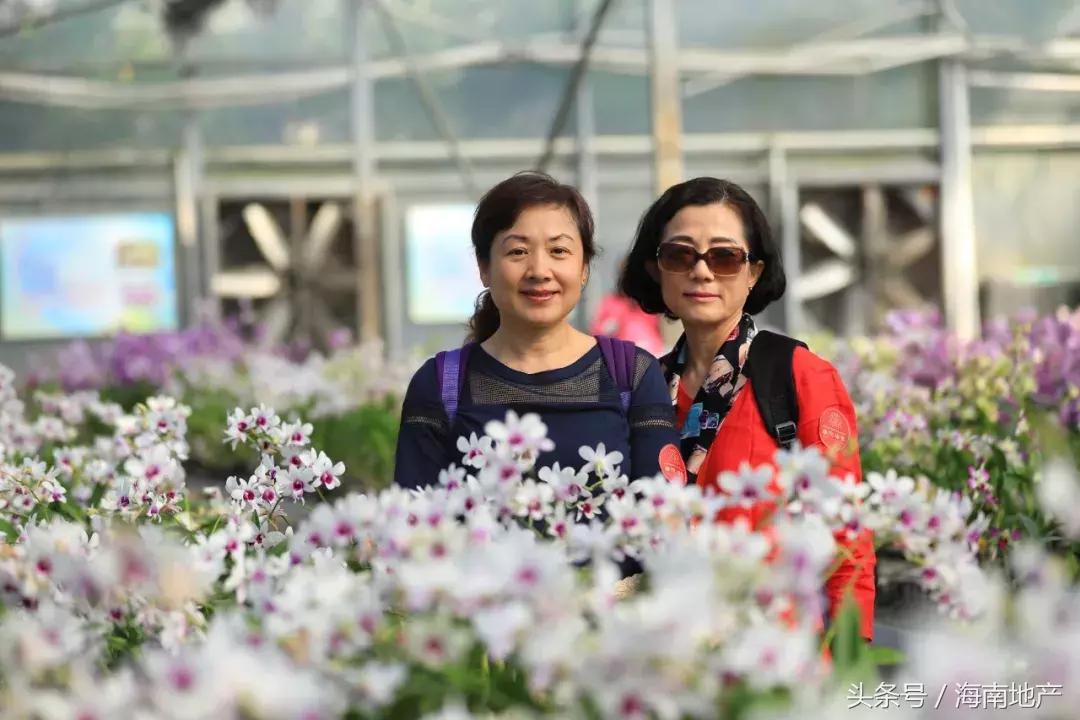 三亞華悅海棠最新動態(tài)更新