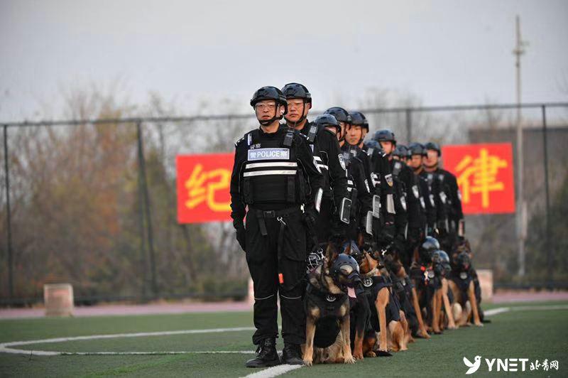 牧羊犬比賽超燃現(xiàn)場，激烈競技展現(xiàn)犬只天賦！