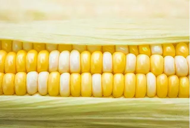 鮮食玉米行情深度解析，自然美景下的旅行探索之旅