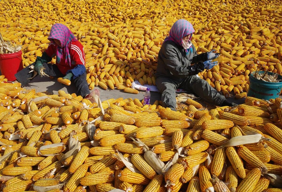 玉米價格實時動態更新