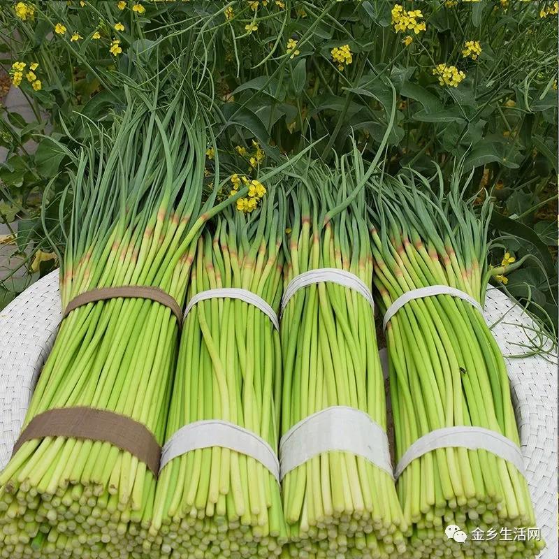 今日金鄉蒜片報價動態，變化中的學習助力實現夢想與自信