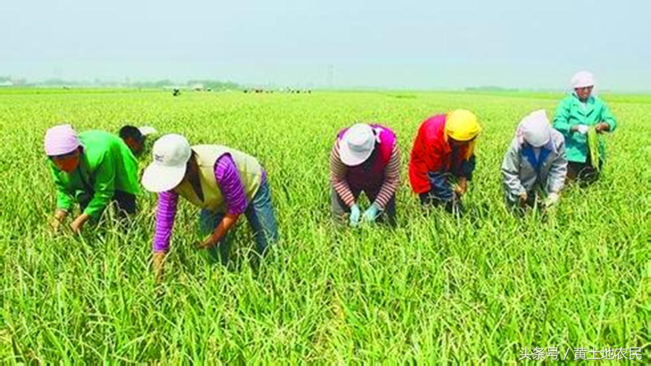 今日金鄉蒜片報價動態,變化中的學習助力實現夢想與自信