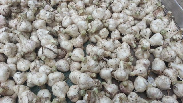 今日金鄉蒜片報價動態,變化中的學習助力實現夢想與自信