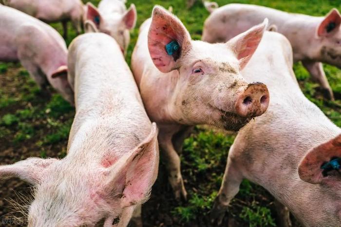 甘肅生豬行情深度分析