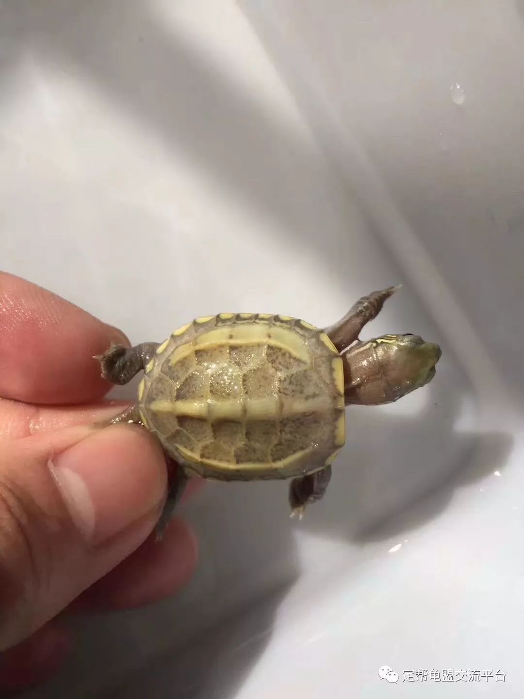 龜類養殖市場探索，多元視角下的市場分析與展望