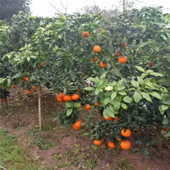 Google股票實時行情獲取指南,步驟與行情解析