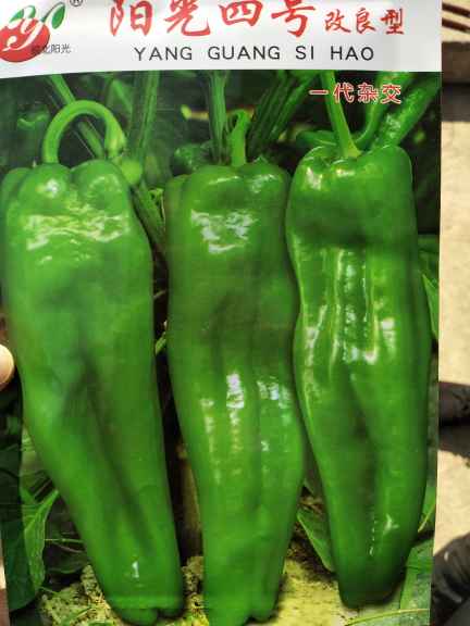 青椒價格最新行情，機遇與挑戰中的自我超越勵志之旅