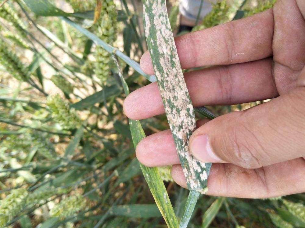 小麥白粉病治療最新進展及成效概述????