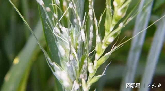 小麥白粉病治療最新進展及成效概述????