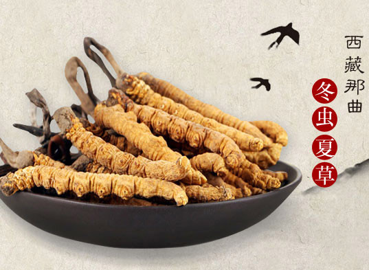 那曲蟲草最新價格動態，學習成長與自信成就感的源泉