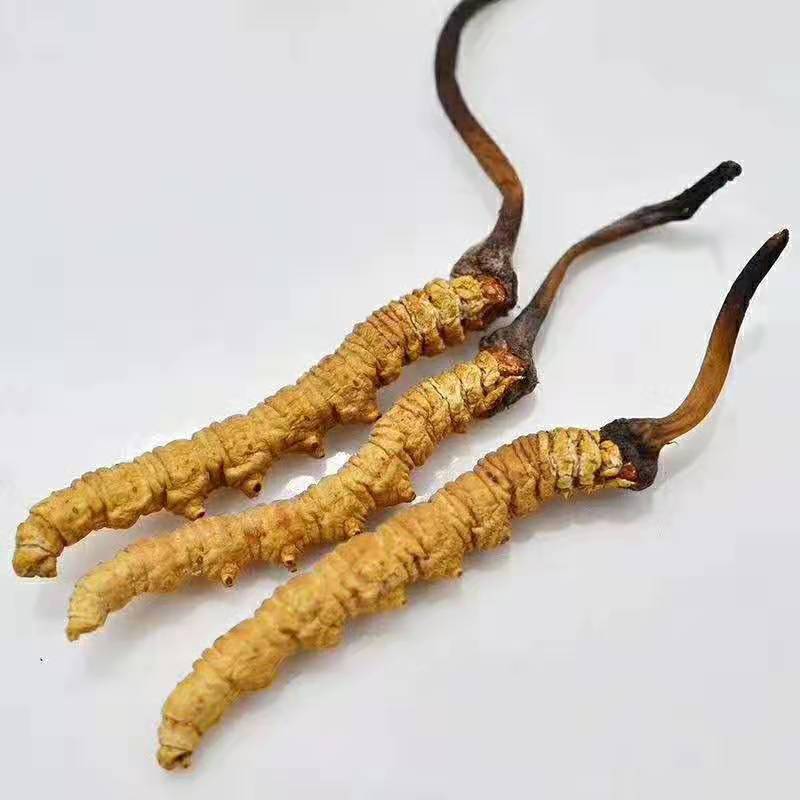 那曲蟲草最新價格動態,學習成長與自信成就感的源泉