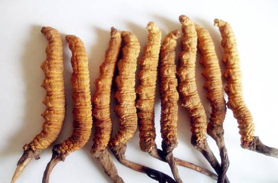 那曲蟲草最新價格動態,學習成長與自信成就感的源泉