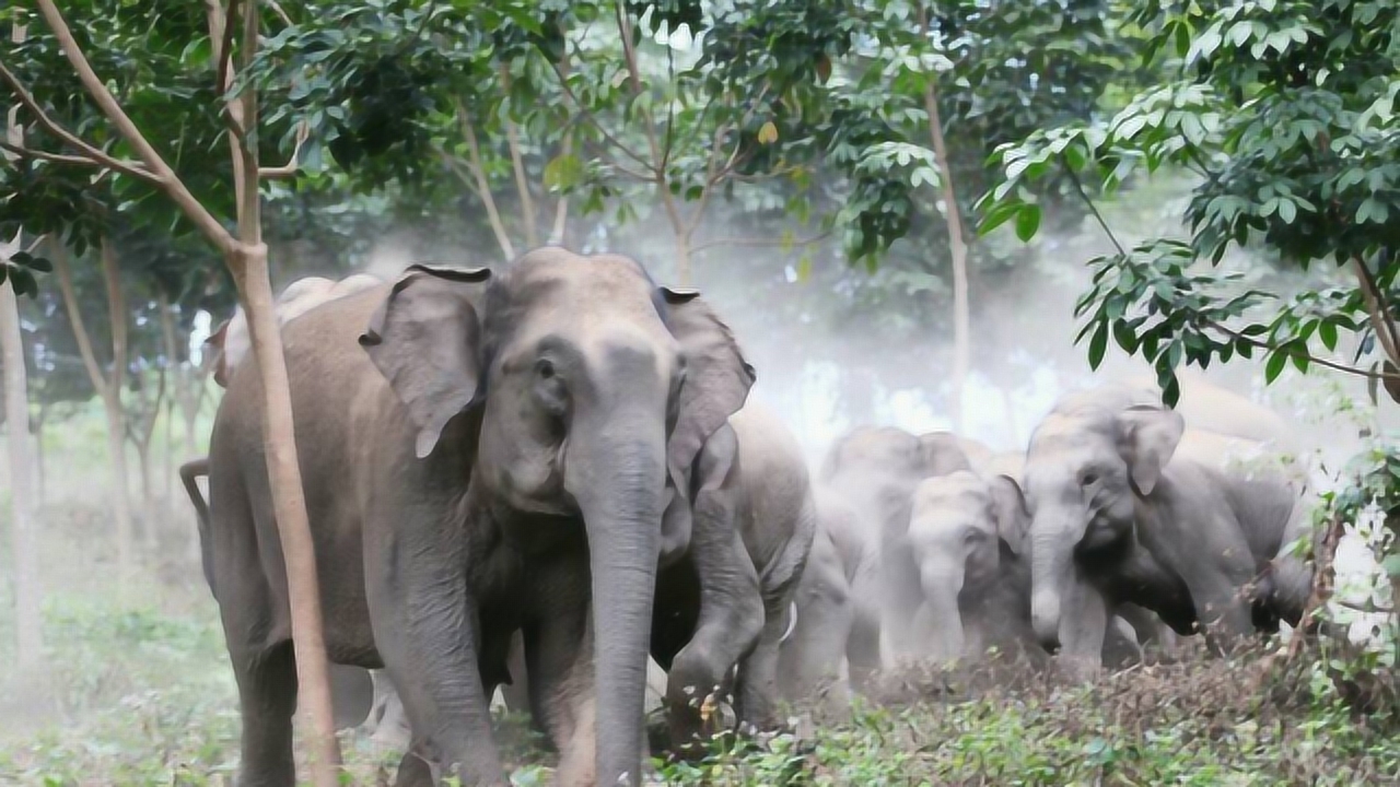 全球熱議焦點,大象最新新聞動態關注