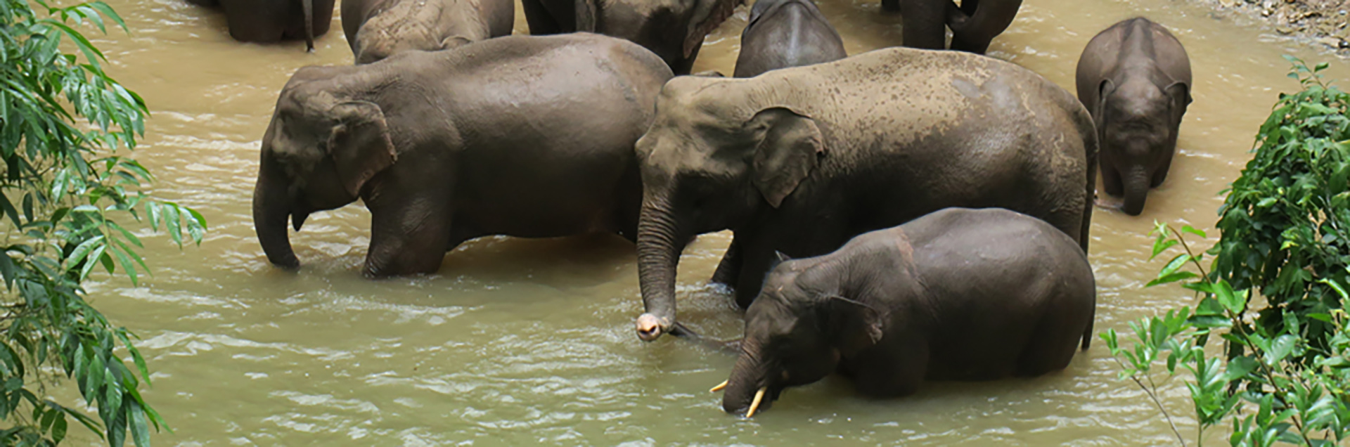 全球熱議焦點,大象最新新聞動態關注