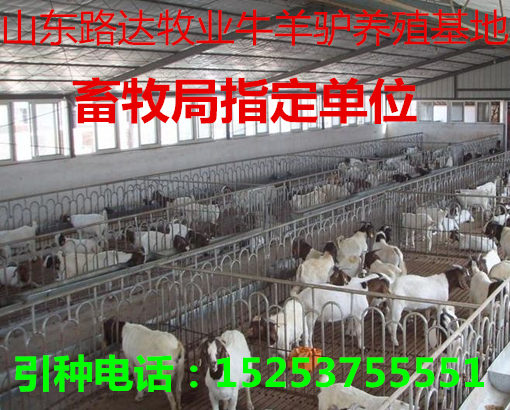 羊苗最新價(jià)格及溫情小故事，友情與羊苗的牽絆