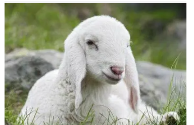 最新逗比羊，背景、事件與時代印記一網打盡！