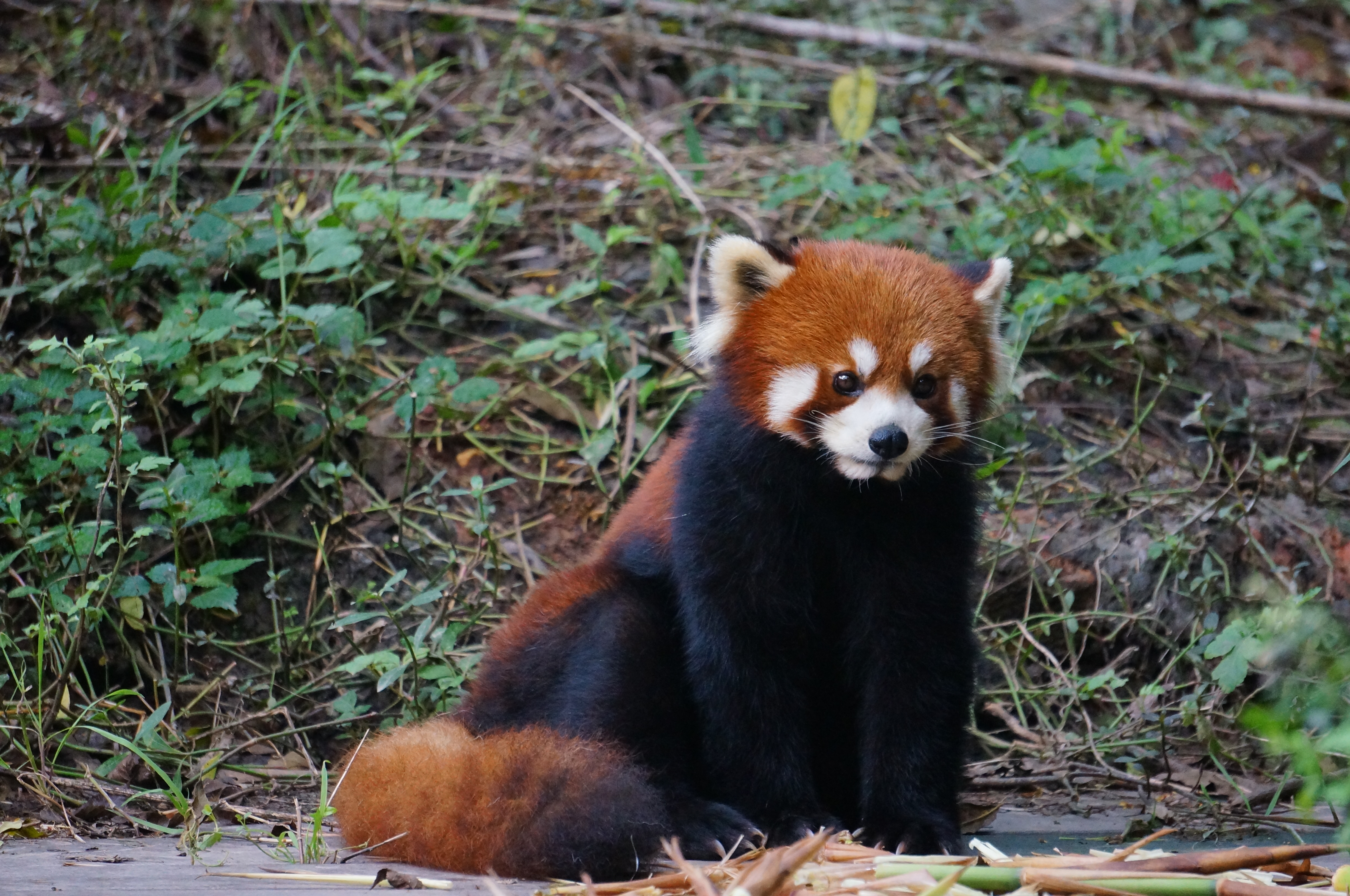 巷弄深處的小熊貓特色小店，味蕾上的未知奇遇