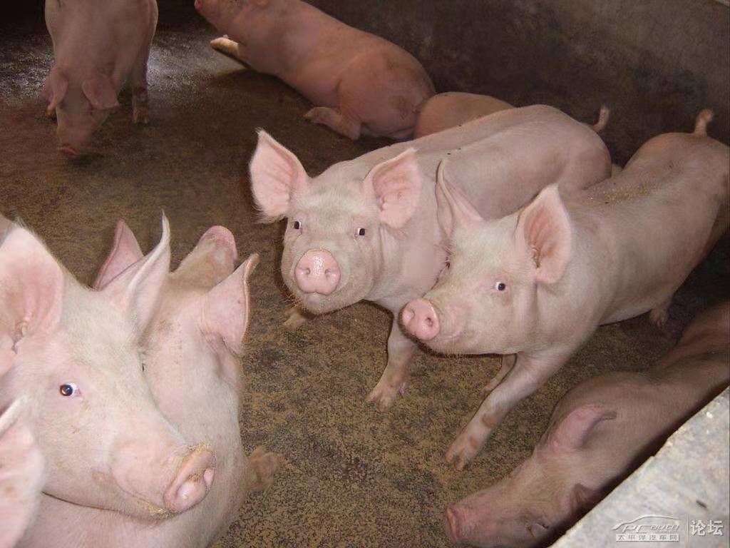 最新豬價賣價及分析概述