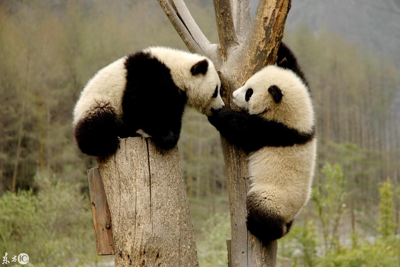 熊貓日記，學習、變化、自信與成長的最新記錄