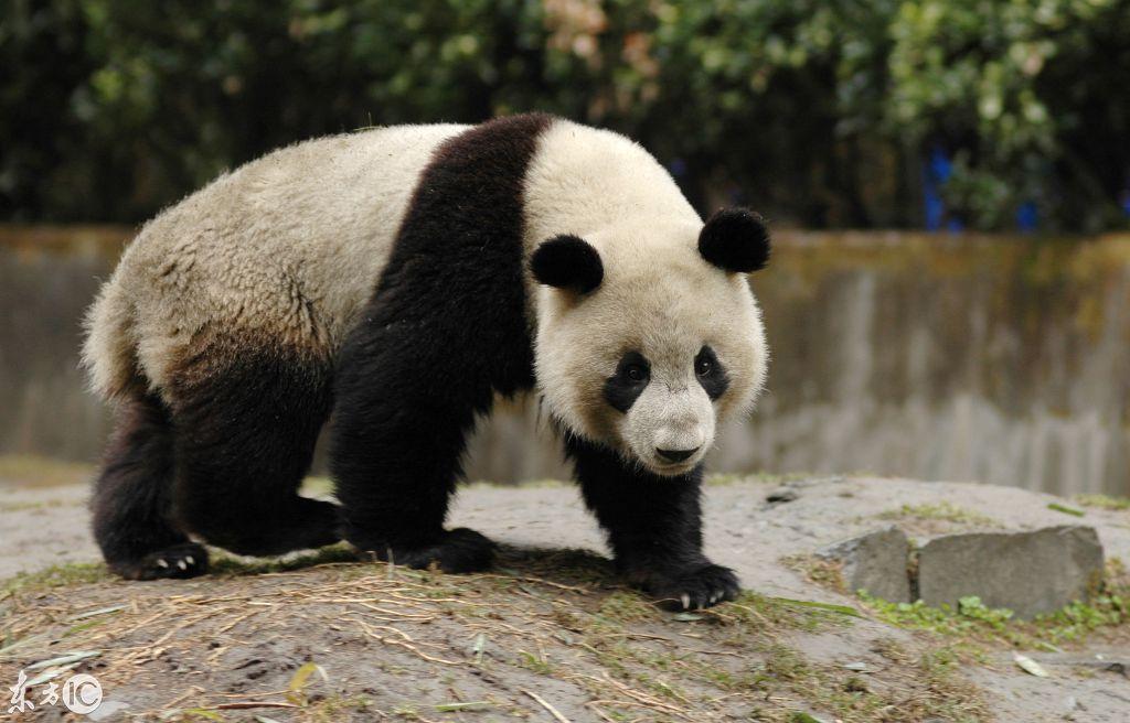 熊貓日記,學習、變化、自信與成長的最新記錄