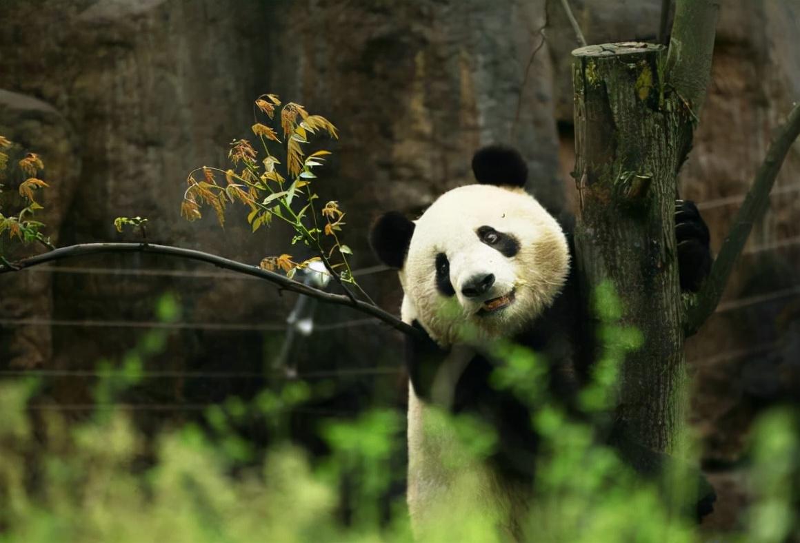 熊貓日記,學習、變化、自信與成長的最新記錄