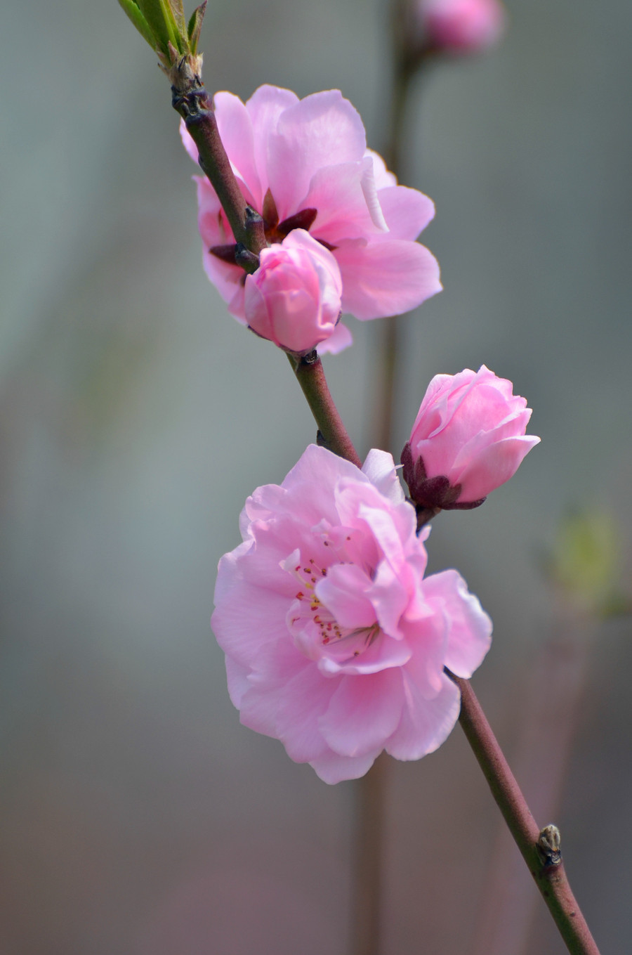 桃花最新版操作指南,從初學(xué)者到進(jìn)階用戶的通用教程