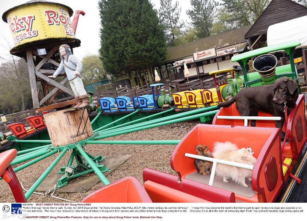 最新寵物項目，啟程勵志之旅，探尋自信與成就之源