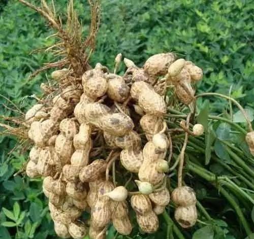 一粒種子的成長與無限可能，今日花生最新價格揭秘