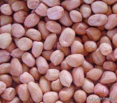 一粒種子的成長與無限可能,今日花生最新價格揭秘