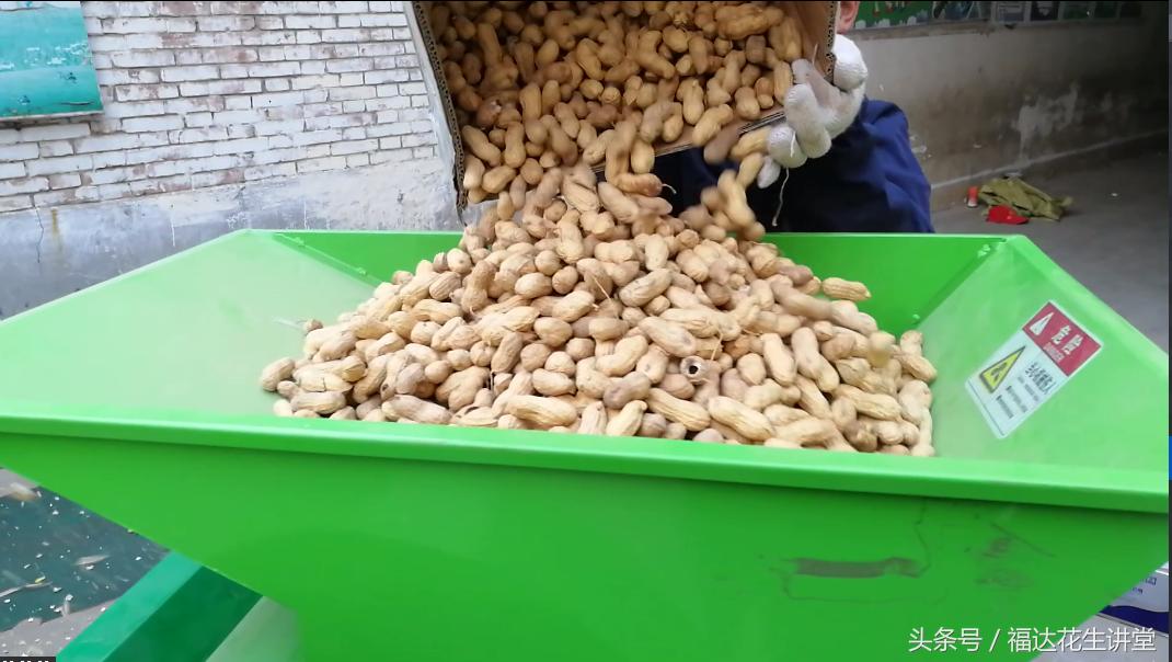 一粒種子的成長與無限可能,今日花生最新價格揭秘