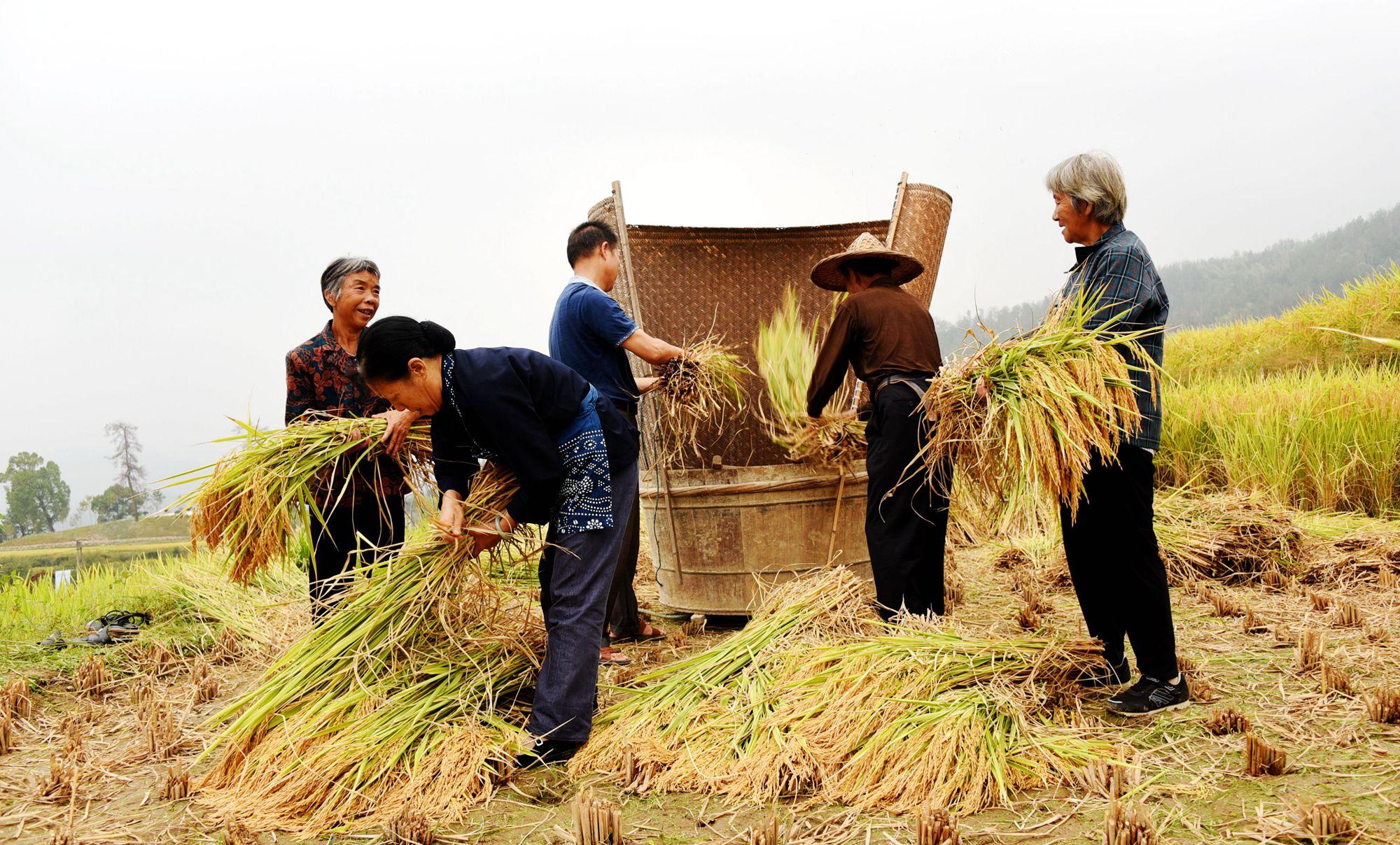 最新收稻機助力高效農業收割??