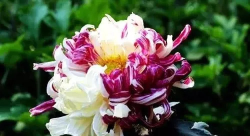 世上唯一的花最新章節(jié)獲取攻略，輕松掌握閱讀指南