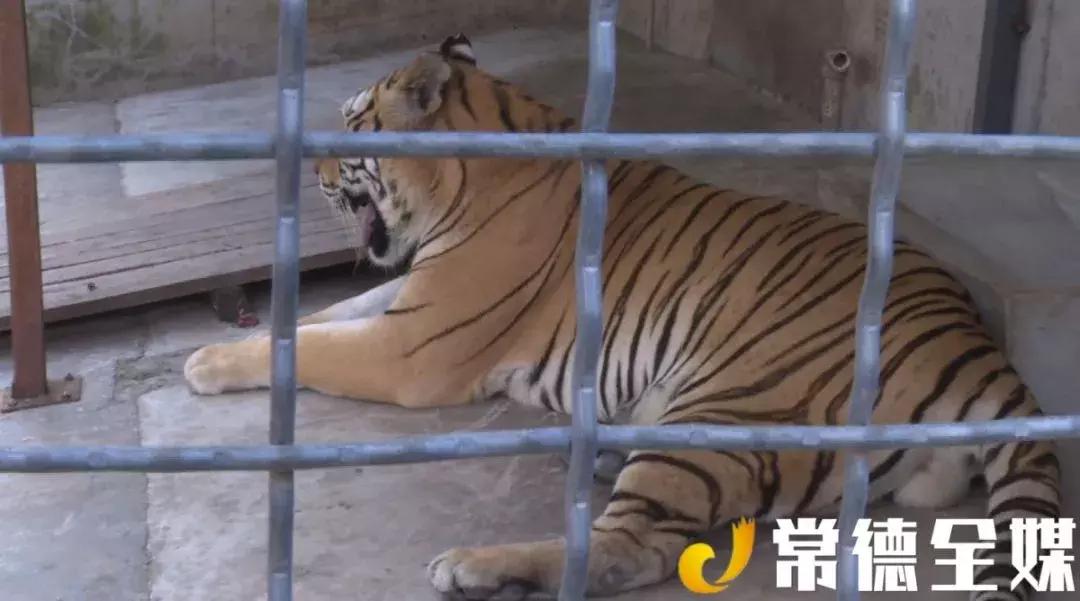 漢壽動物園最新動態，學習之旅中的變化與成就感的源泉